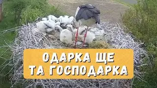 Одарка ще та господарка | Лелека Грицько