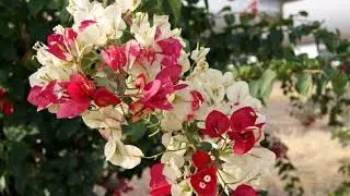 Beautiful Flowers Bougainvillea Variegated