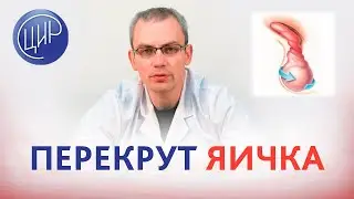 Перекрут яичка. Как избежать бесплодия при перекруте яичка. Живулько А.Р.