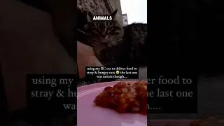 The last cat was so confused 🥺