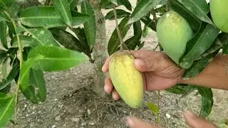 Panen Mangga Dihalaman Rumah