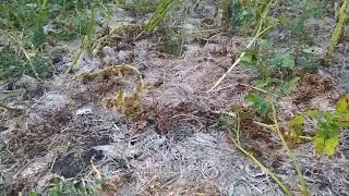 на такой грядке всегда будет хороший урожай Перца Томата Огурца без удобрений и подкормок