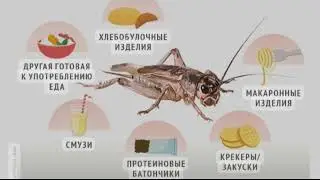 Как  заставят людей есть мух и сверчков. Метод, который сработал в 90-е годы.
