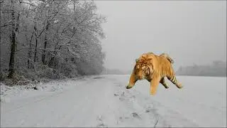 Амурский тигр бежит по снегу
