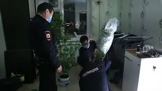 Гроубокс своими руками. В Якутске полицейские выявили незаконное культивирование конопли
