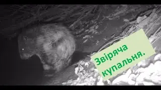 Звіряча купальня. #animals #природаукраїни