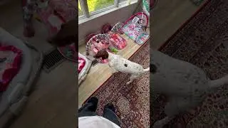 Adorable Dog Is Concerned About Baby
