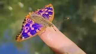 Il mulino, la farfalla e il fiume