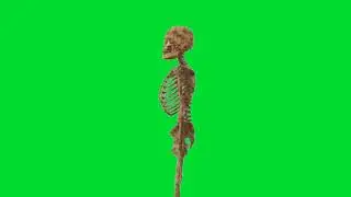 3D skeleton green screen
