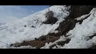 кабк шикор