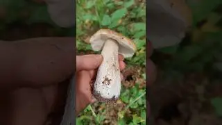 Вот это Белый попался во время лесного копа! #trending #mushroom #forest #грибы #природа #nature