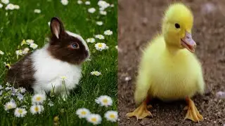 AWW SO CUTE! cute baby animals Videos Compilation cute moment of the animals- cute animals #111 #4k