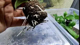 1 марта 2024 г.Петуния/Перцы/УКОРЕНЕНИЕ гортензии в торфотаблетках 🌿🌿