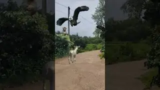 Monkey Raven And Baby Goat Eagle #shorts #shortsviral #youtubeshorts