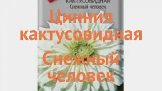 Цинния изящная Кактусовидная Снежный человек 🌿 обзор: как сажать, семена циннии