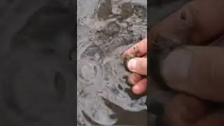 #GOLD