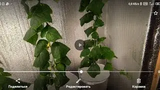 Осень на гидропонике 2022 г.
