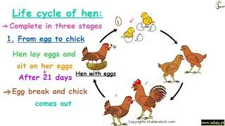 Life Cycle of Hen, General Science Lecture | Sabaq.pk