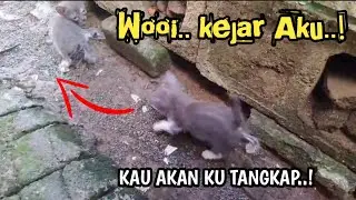 ANAK KUCING ABU-ABU BERMAIN | cat lovers
