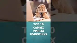 Топ 10 самых умных животных 