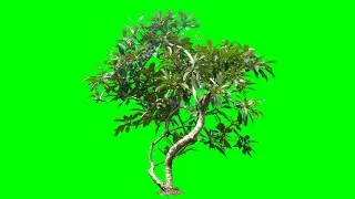Green screen effect tree best