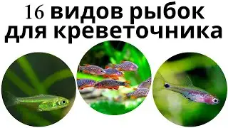 Каких рыбок можно содержать совместно с креветками