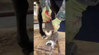 Hoof trimming: The donkey's hoof is wide and thick, even a dozen knives can't cut it cleanly!