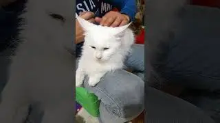 Милая кошечка Афина)) 