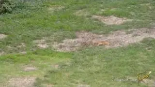 Cat try to catch bird - قط يصطاد عصفور