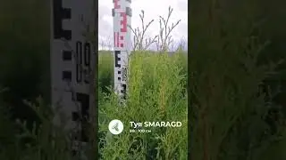 Туя Смарагд 80-100см