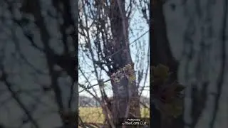 Полтавская весна... (Отрывок песни Дмитрия Зинович,  стихи Ирина Самарина-Лабиринт)