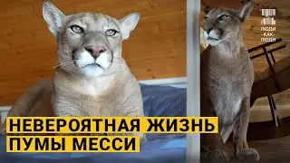 Они приручили дикую пуму. История Месси.