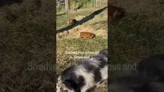 Chasing Piglets! 🐽🥰🐷 #shorts #piglets #cutenessoverload