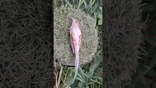 Обзор СЛАВКА СЕРАЯ 🐦🐦🐦