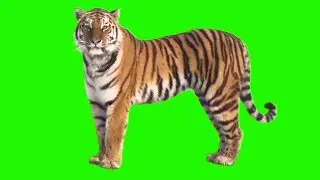 GREEN SCREEN TIGER - FULL HD ( DOWNLOAD LINK )
