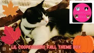 Lil Cooperccino Shop| Cat subscription Box| Teachers Pet| Featuring BATMAN