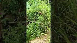 Spot  mancing 