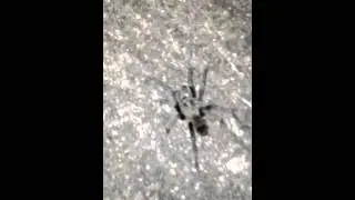 A Tarantula Taking A Walk In The Streets Of LA (Aug 2012)