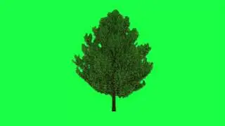 Green Tree Moving Animation Back ground Video | Green Tree Moving Green Screen Back ground Video