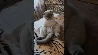 У Коти всё под контролем))😼