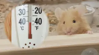 The Mice at 40 below, very cold right now