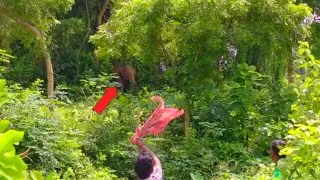 Hati Attack || Elephant video #hati#elephant🐘