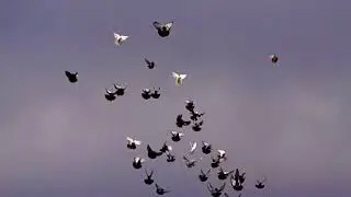 Николаевские голуби в г. Саки