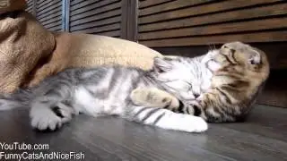 Милые котики
