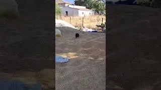 Tavuk Aklı, Buğday Yığını Üzerinde Buğday Arayan Tavuk