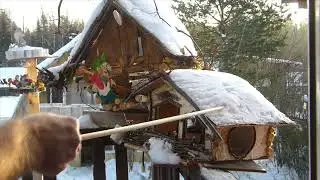 Кормушка  из бересты.