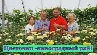 Виноградари Беларуси. В гостях у Александра и Натальи Дубовских . г. Гомель. . Часть 2.