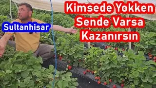 Dengeli Çilek Gübreleme Programı İle Düzenli Verim Yüksek Kazanç Sağladı - Aydın