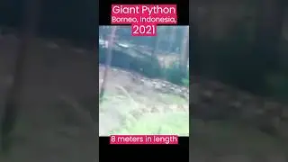 Giant Python caught on camera 