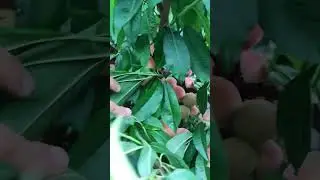 peaches shots 4.08.2023